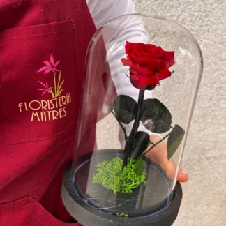 Cúpula Rosa Preservada